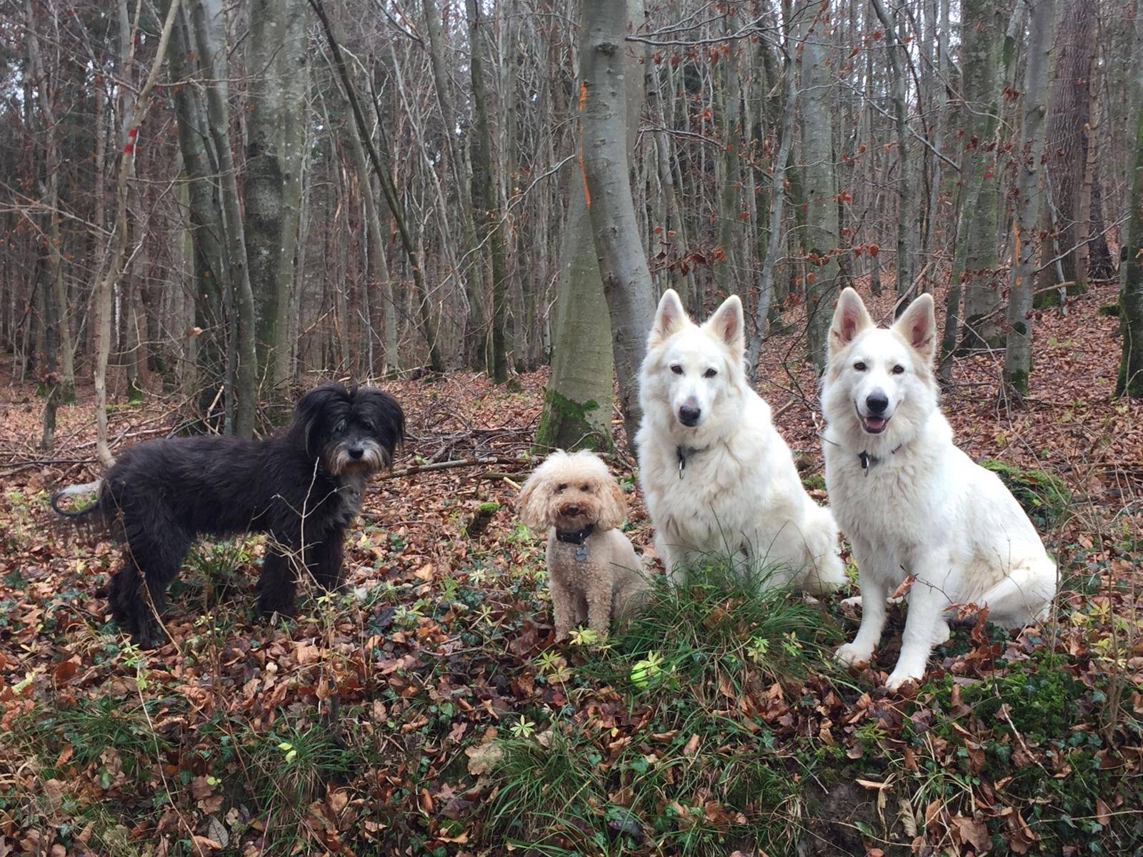 Bewohner Weiße Schweizer Schäferhunde