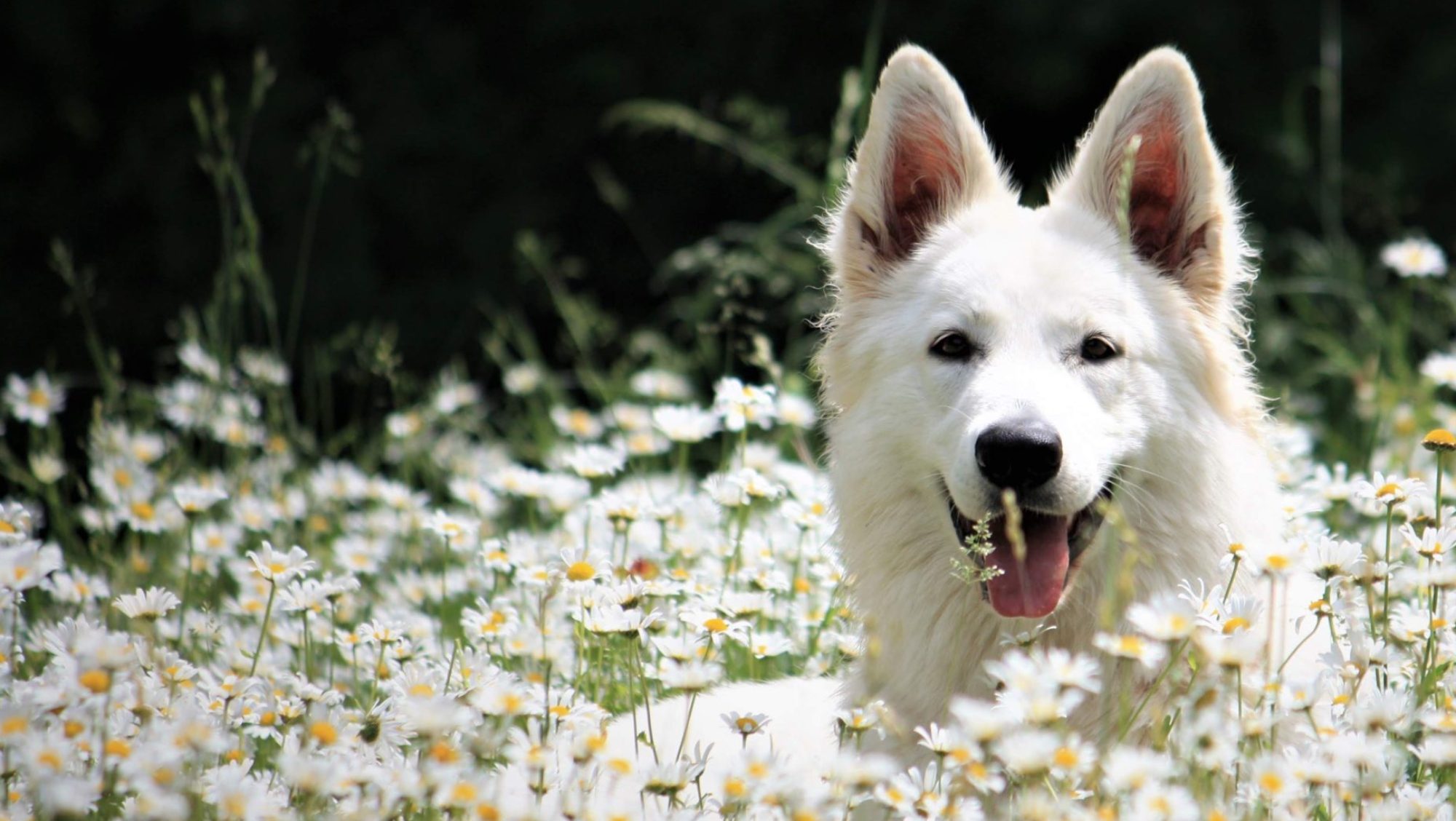 Zuchtstätte vom Alaskahaus  // Weiße Schweizer Schäferhunde