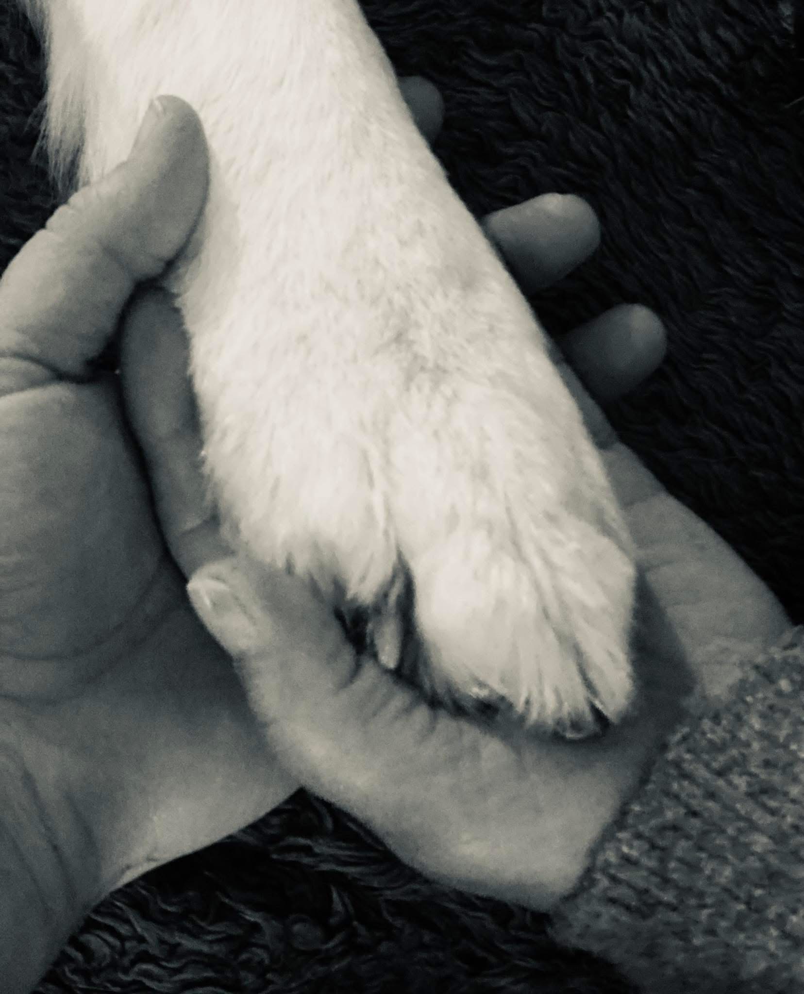 Daiquiri (Qui) vom Pilsensee (R.I.P) 1 IMG 7921