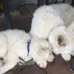 Daiquiri (Qui) vom Pilsensee 15