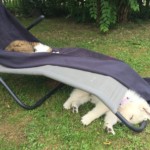 Daiquiri (Qui) vom Pilsensee 14