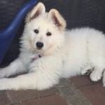 Daiquiri (Qui) vom Pilsensee 13