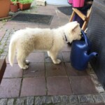 Daiquiri (Qui) vom Pilsensee (R.I.P) 12