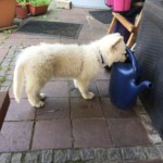 Daiquiri (Qui) vom Pilsensee 12