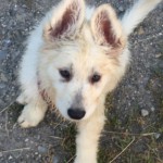 Daiquiri (Qui) vom Pilsensee 11