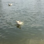 Daiquiri (Qui) vom Pilsensee 10