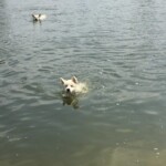 Daiquiri (Qui) vom Pilsensee (R.I.P) 10