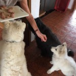 Daiquiri (Qui) vom Pilsensee 9