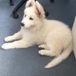 Daiquiri (Qui) vom Pilsensee 8