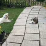 Daiquiri (Qui) vom Pilsensee 7