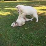 Daiquiri (Qui) vom Pilsensee 6