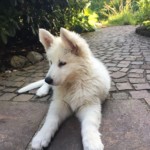 Daiquiri (Qui) vom Pilsensee 5