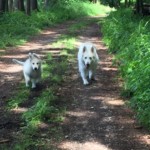 Daiquiri (Qui) vom Pilsensee 4