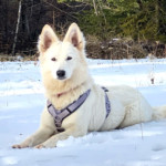 Amarettini (Tini) vom Alaskahaus 6