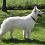 Amarettini (Tini) vom Alaskahaus 4